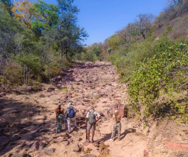 Understanding zimbabwes walking safari trails how is it different from a traditional walking safari 1