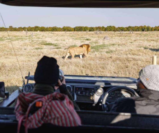 Guest photographing a lion