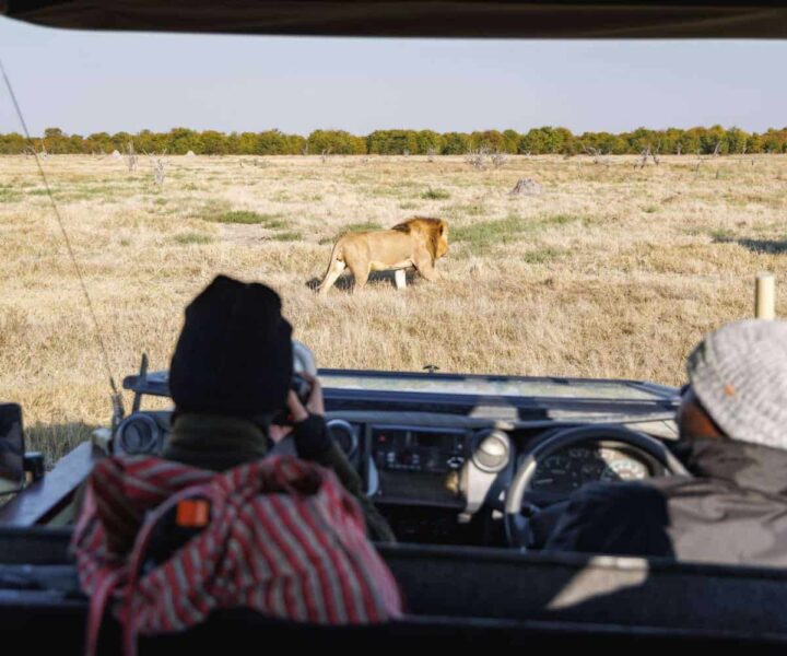Guest photographing a lion